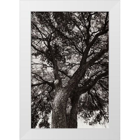 Sepia Tree White Modern Wood Framed Art Print by Malone, Will