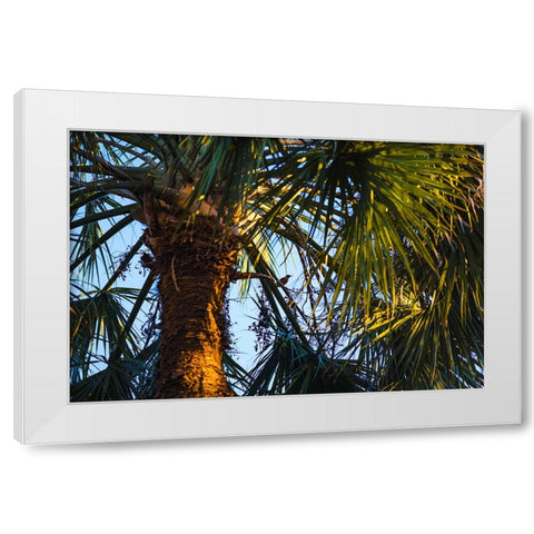 Bird of Paradise White Modern Wood Framed Art Print by Malone, Will