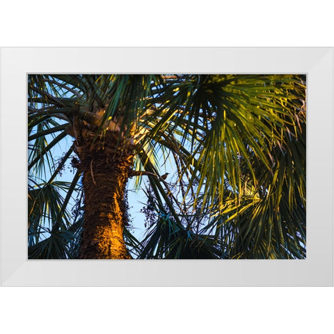 Bird of Paradise White Modern Wood Framed Art Print by Malone, Will