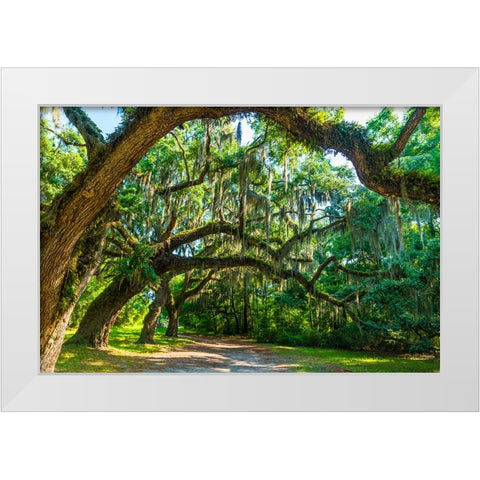 St Helena Trees White Modern Wood Framed Art Print by Malone, Will
