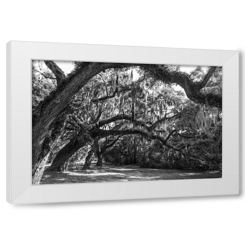 St Helena Trees BW White Modern Wood Framed Art Print by Malone, Will
