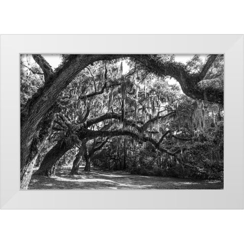 St Helena Trees BW White Modern Wood Framed Art Print by Malone, Will