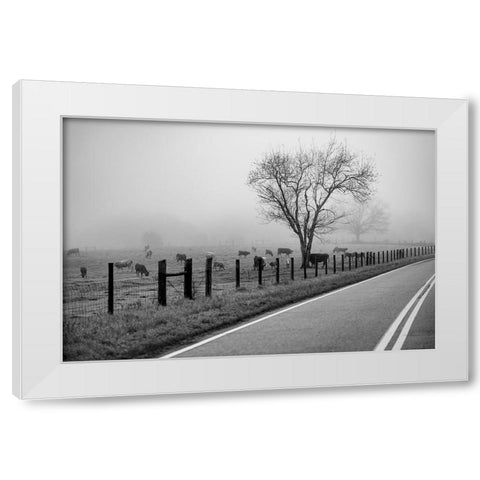 Cows in Fog White Modern Wood Framed Art Print by Malone, Will