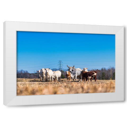 Drawing a Crowd White Modern Wood Framed Art Print by Malone, Will