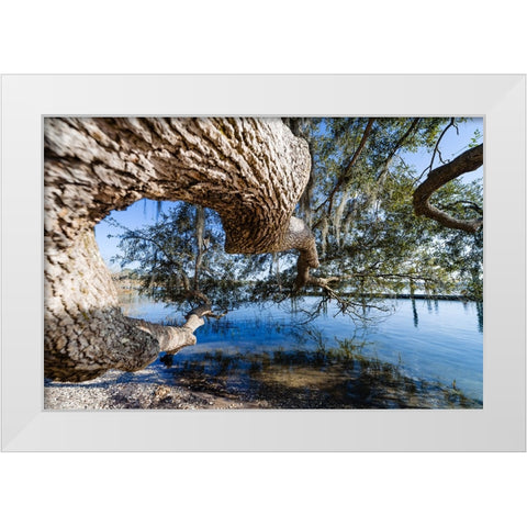 Branching Out White Modern Wood Framed Art Print by Malone, Will