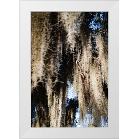 Spanish Moss 4 White Modern Wood Framed Art Print by Malone, Will