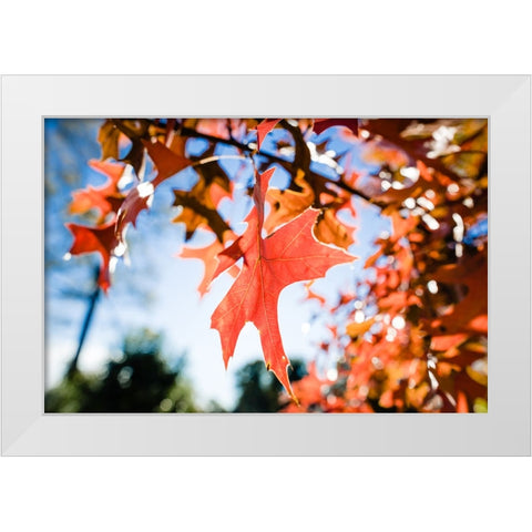 Fall Leaf White Modern Wood Framed Art Print by Malone, Will