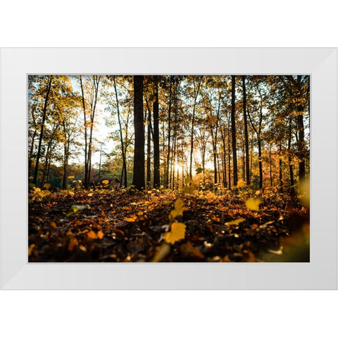 Fall Morning  White Modern Wood Framed Art Print by Malone, Will