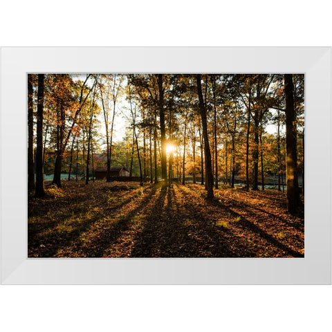 Fall Morning 2 White Modern Wood Framed Art Print by Malone, Will