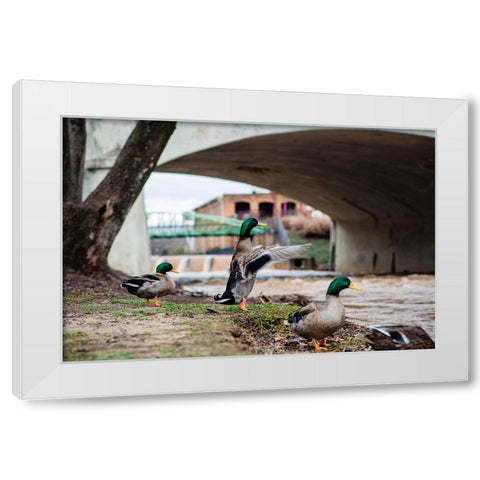Falls Park Ducks White Modern Wood Framed Art Print by Malone, Will