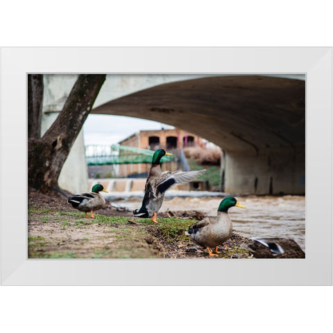 Falls Park Ducks White Modern Wood Framed Art Print by Malone, Will