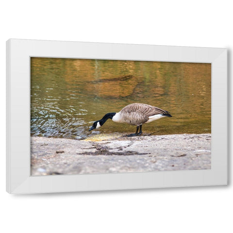 Hungry White Modern Wood Framed Art Print by Malone, Will