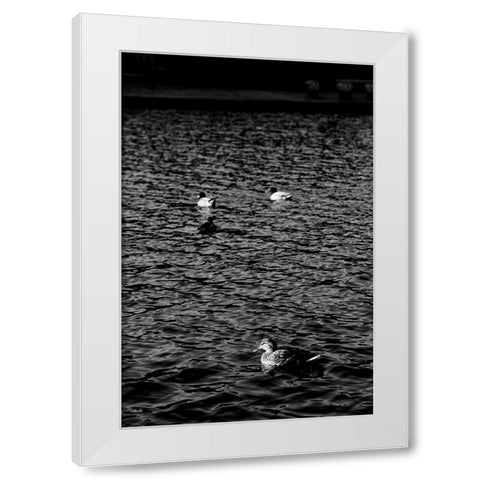 Monochromatic Duck 2 White Modern Wood Framed Art Print by Malone, Will