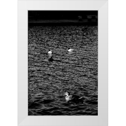 Monochromatic Duck 2 White Modern Wood Framed Art Print by Malone, Will