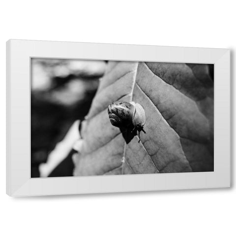 Yellow Branch Snail 3 White Modern Wood Framed Art Print by Malone, Will