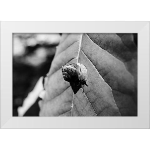 Yellow Branch Snail 3 White Modern Wood Framed Art Print by Malone, Will