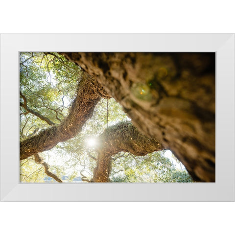 Big Oak 8 White Modern Wood Framed Art Print by Malone, Will