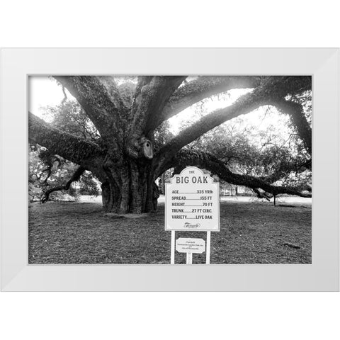 Big Oak Vintage White Modern Wood Framed Art Print by Malone, Will
