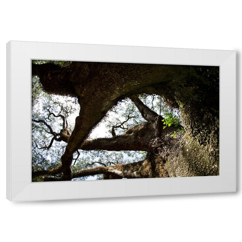 bigoak copy White Modern Wood Framed Art Print by Malone, Will