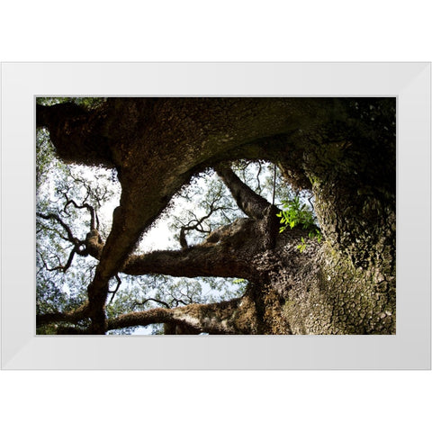 bigoak copy White Modern Wood Framed Art Print by Malone, Will