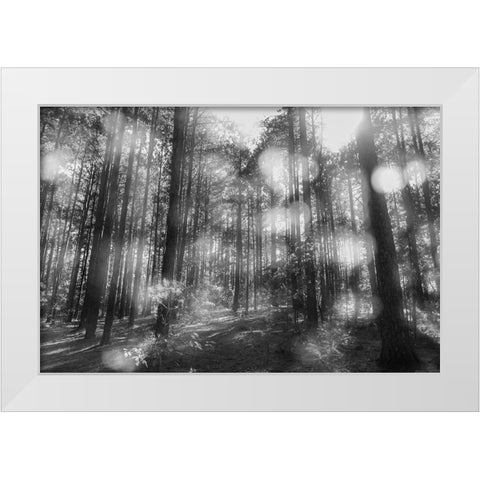 Blurry Forest BW White Modern Wood Framed Art Print by Malone, Will