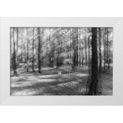 Blurry Forest 2 BW White Modern Wood Framed Art Print by Malone, Will