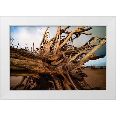 Dead Root White Modern Wood Framed Art Print by Malone, Will