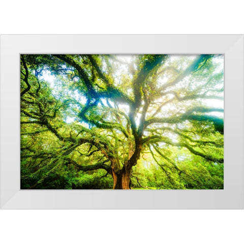 Dream Tree 3 White Modern Wood Framed Art Print by Malone, Will
