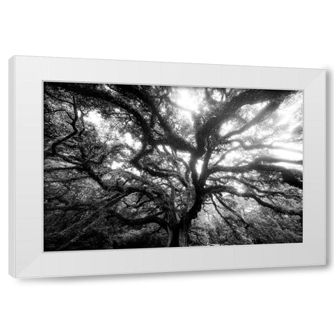 Dream Tree Monochrome White Modern Wood Framed Art Print by Malone, Will