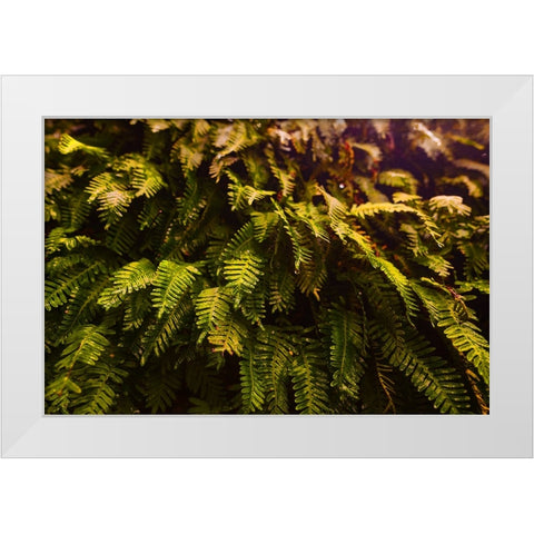 Fern White Modern Wood Framed Art Print by Malone, Will