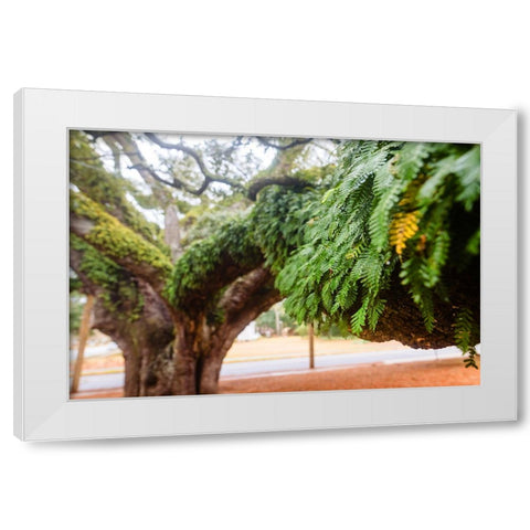 Fern 2 White Modern Wood Framed Art Print by Malone, Will