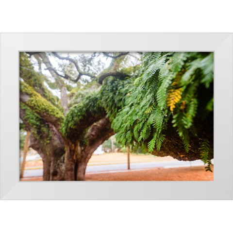 Fern 2 White Modern Wood Framed Art Print by Malone, Will