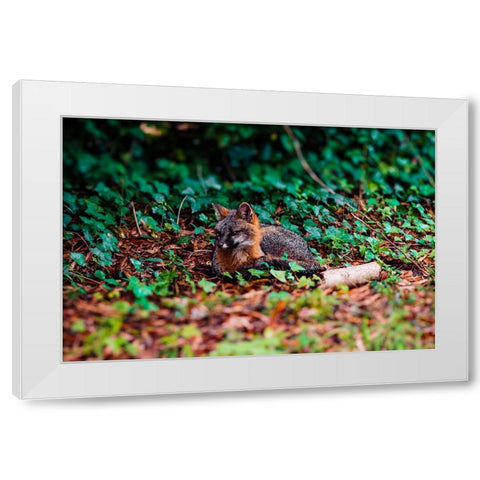 Fox White Modern Wood Framed Art Print by Malone, Will