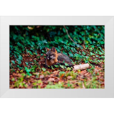 Fox White Modern Wood Framed Art Print by Malone, Will