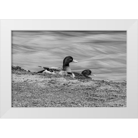 Monochrome Duck 3 White Modern Wood Framed Art Print by Malone, Will