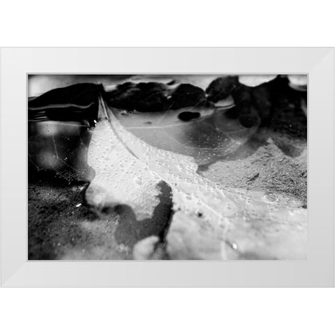 Monochrome Fall White Modern Wood Framed Art Print by Malone, Will