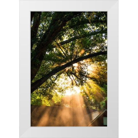 Morning Sunlight White Modern Wood Framed Art Print by Malone, Will