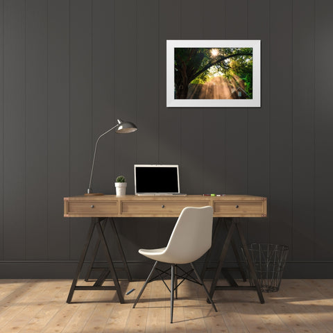 Morning Sunlight Horizontal White Modern Wood Framed Art Print by Malone, Will