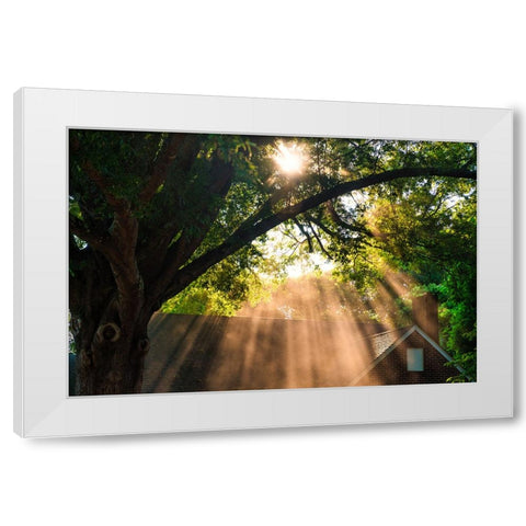 Morning Sunlight Horizontal White Modern Wood Framed Art Print by Malone, Will
