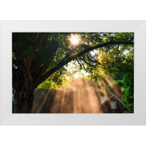 Morning Sunlight Horizontal White Modern Wood Framed Art Print by Malone, Will