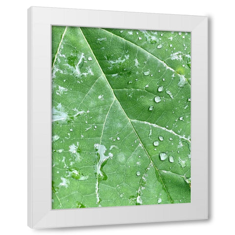 RainVein White Modern Wood Framed Art Print by Malone, Will