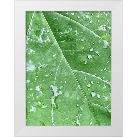 RainVein White Modern Wood Framed Art Print by Malone, Will