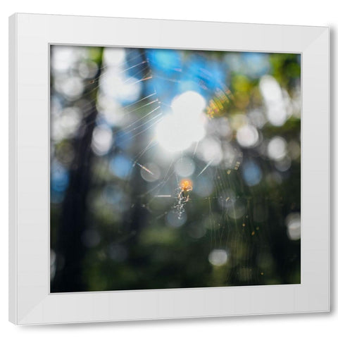 Spider Sunset White Modern Wood Framed Art Print by Malone, Will