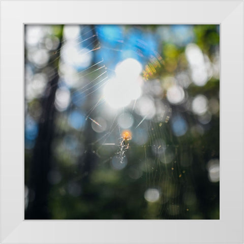 Spider Sunset White Modern Wood Framed Art Print by Malone, Will
