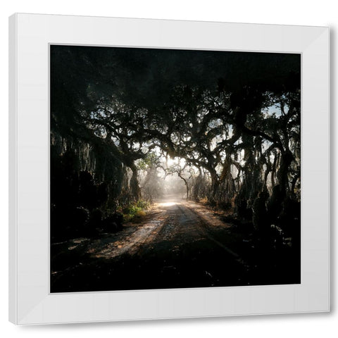 Road in the Woods 3 White Modern Wood Framed Art Print by Screendoor