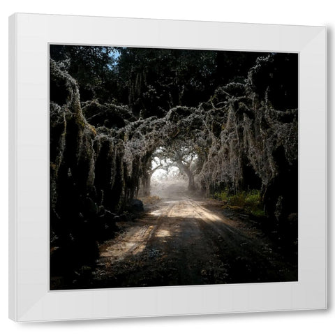 Road in the Woods 4 White Modern Wood Framed Art Print by Screendoor