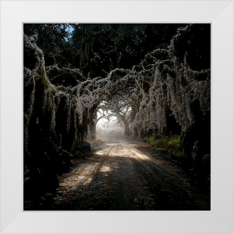 Road in the Woods 4 White Modern Wood Framed Art Print by Screendoor