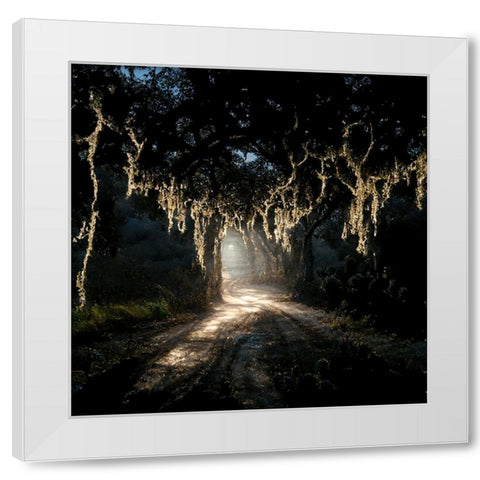 Road in the Woods 7 White Modern Wood Framed Art Print by Screendoor