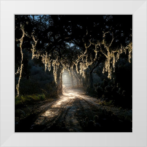 Road in the Woods 7 White Modern Wood Framed Art Print by Screendoor