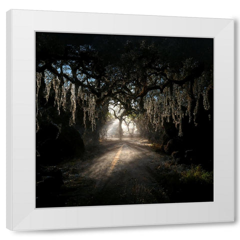 Road in the Woods 8 White Modern Wood Framed Art Print by Screendoor